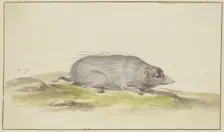 Mole facing to the right, 17th century. Creator: Pieter Holsteyn