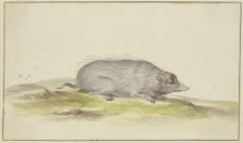Mole facing to the right, 17th century. Creator: Pieter Holsteyn