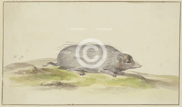 Mole facing to the right, 17th century. Creator: Pieter Holsteyn.