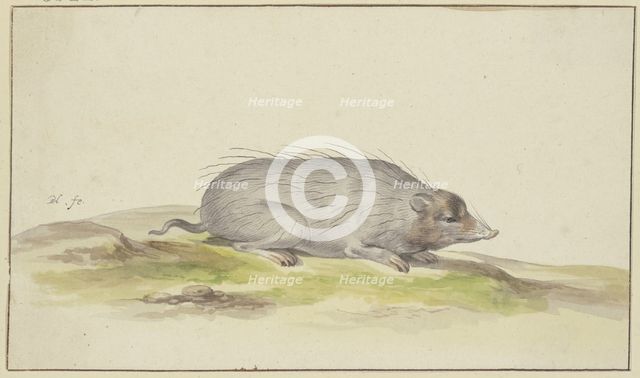 Mole facing to the right, 17th century. Creator: Pieter Holsteyn.