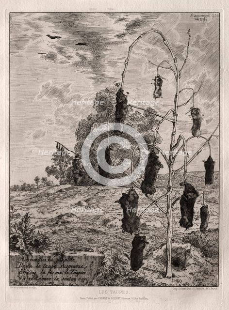 Moles, 1854, printed 1866. Creator: Félix Bracquemond (French, 1833-1914); Cadart & Luquet, 79 , rue Richelieu.