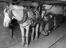 Moles c1900-1939(?). Creator: Unknown