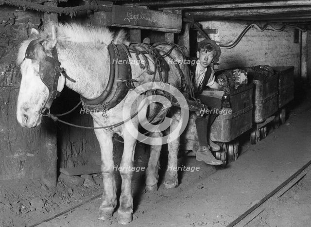 'Moles', c1900-1939(?). Creator: Unknown.