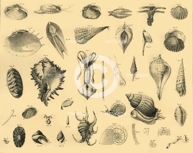 'Mollusca', c1910. Creator: Unknown.