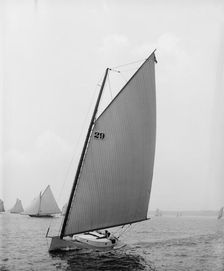 Molly Bawn, 1895 July 27. Creator: John S Johnston