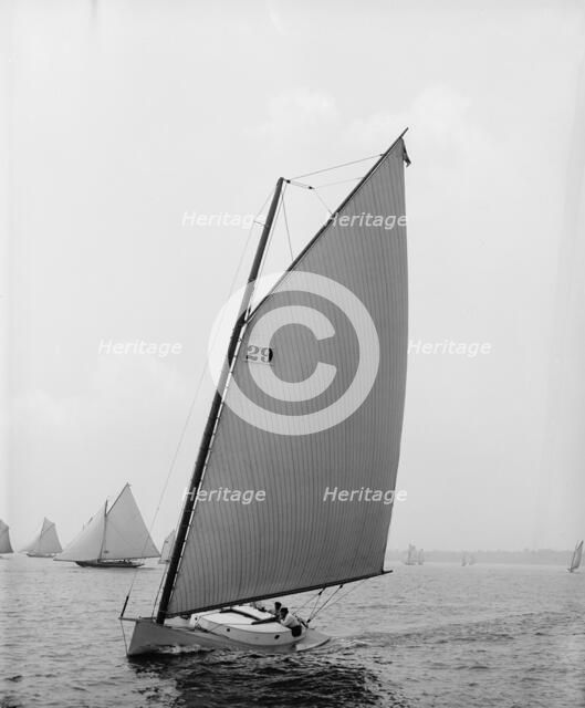 Molly Bawn, 1895 July 27. Creator: John S Johnston.