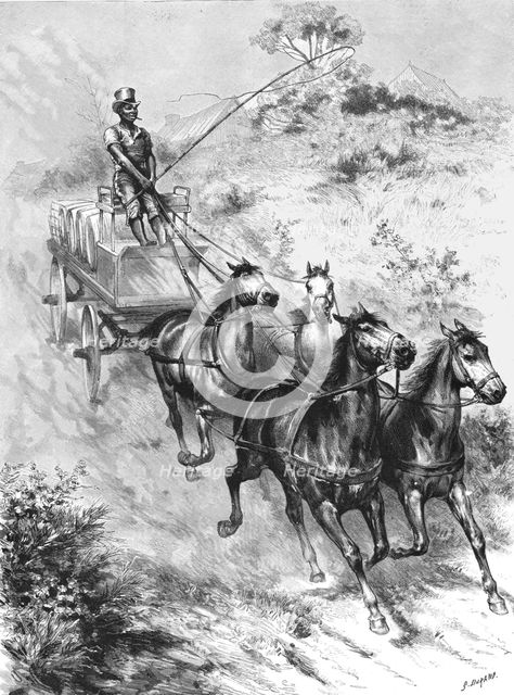 ''Monarch of all he surveys" - A Donkey Driver at Durban', 1890. Creator: G Durand.