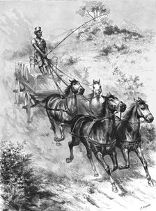 'Monarch of all he surveys" - A Donkey Driver at Durban 1890. Creator: G Durand