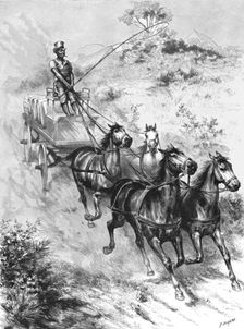 'Monarch of all he surveys" - A Donkey Driver at Durban 1890. Creator: G Durand