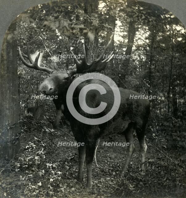 'Monarch of All I Survey', 1899. Creator: Unknown.