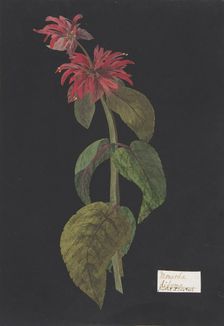 Monarda didyma/Scarlet Lion's Tail, ca. 1791 (?). Creator: William Booth Grey