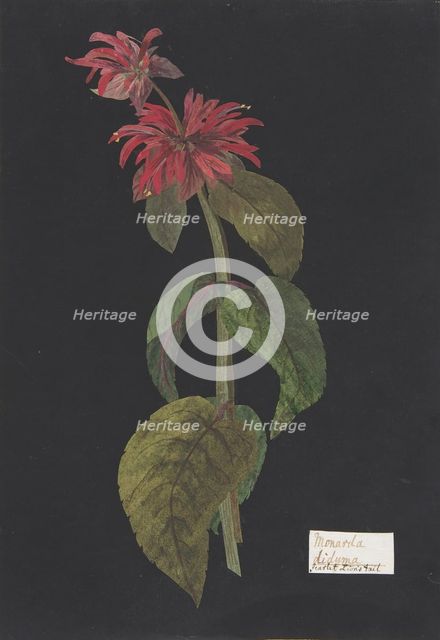 Monarda didyma/Scarlet Lion's Tail, ca. 1791 (?). Creator: William Booth Grey.