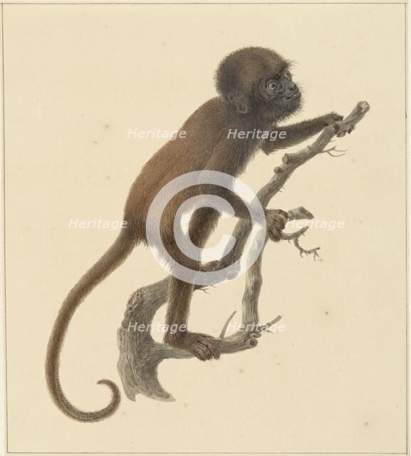 Monkey, 1759-1842. Creator: Pieter Bartholomeusz. Barbiers.