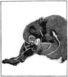 Monkey, 1766 (1886)