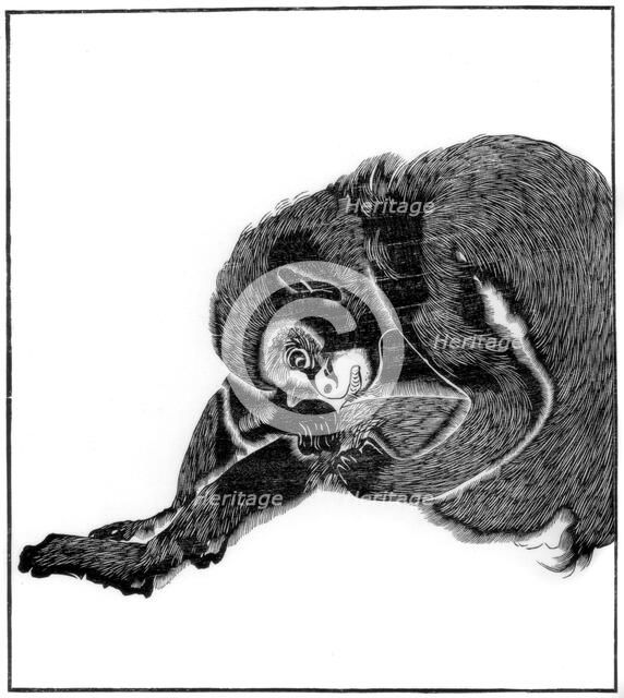 Monkey, 1766 (1886). Artist: Unknown