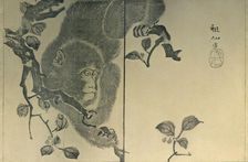 Monkey, 1815, (1924). Creator: Mori Sosen