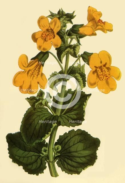 'Monkey-Flower', 1812, (1944).  Creator: Unknown.