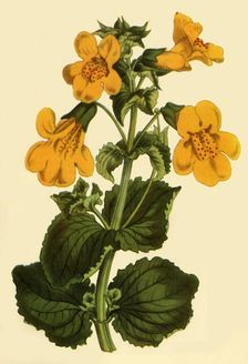 Monkey-Flower 1812, (1944). Creator: Unknown