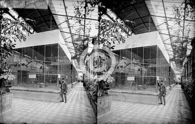 Monkey House, Zoological Gardens, Regent's Park, Westminster, London, c1870-1900. Artist: York & Son