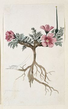 Monsonia multifidum E.Mey. ex Kunth (with an insect), 1777-1786. Creator: Robert Jacob Gordon