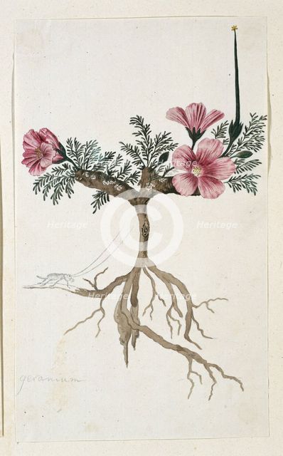Monsonia multifidum E.Mey. ex Kunth (with an insect), 1777-1786. Creator: Robert Jacob Gordon.
