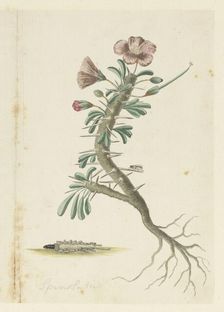 Monsonia Patersonii, 1777-1786. Creator: Robert Jacob Gordon