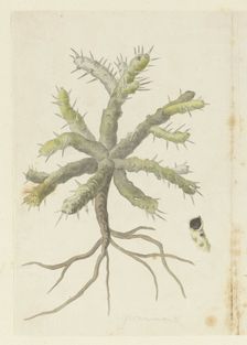Monsonia Patersonii or Monsonia sp., 1777-1786. Creator: Robert Jacob Gordon