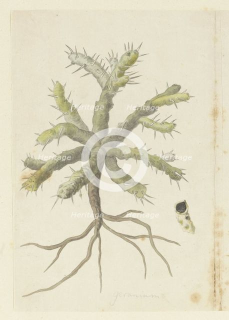 Monsonia Patersonii or Monsonia sp., 1777-1786. Creator: Robert Jacob Gordon.