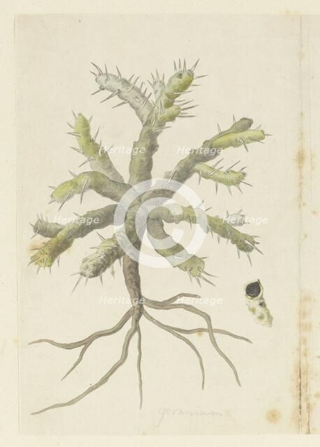 Monsonia Patersonii or Monsonia sp., 1777-1786. Creator: Robert Jacob Gordon.