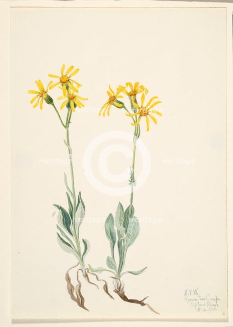 Montana Parnassia (Parnassia montanesis), 1920. Creator: Mary Vaux Walcott.