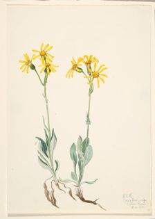 Montana Parnassia (Parnassia montanesis), 1920. Creator: Mary Vaux Walcott