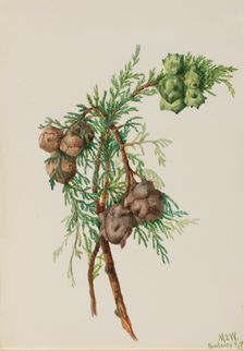 Monterey Cypress (Cupressus macrocarpa), 1936. Creator: Mary Vaux Walcott