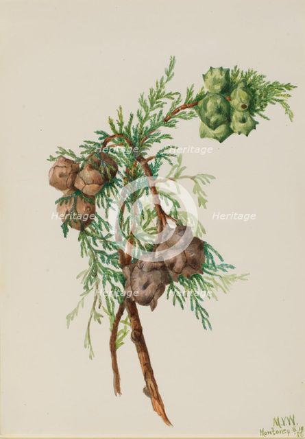 Monterey Cypress (Cupressus macrocarpa), 1936. Creator: Mary Vaux Walcott.
