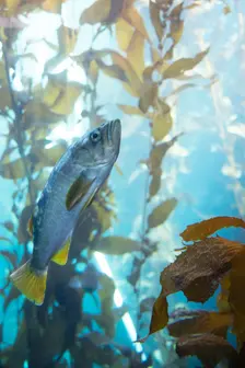 Monterey Bay Aquarium, Monterey, California, USA, 2022. Creator: Ethel Davies