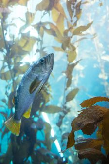 Monterey Bay Aquarium, Monterey, California, USA, 2022. Creator: Ethel Davies