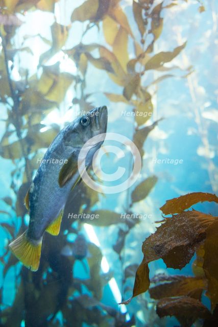 Monterey Bay Aquarium, Monterey, California, USA, 2022. Creator: Ethel Davies.