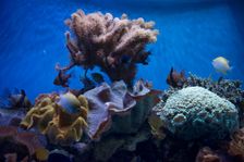 Monterey Bay Aquarium, Monterey, California, USA, 2022. Creator: Ethel Davies