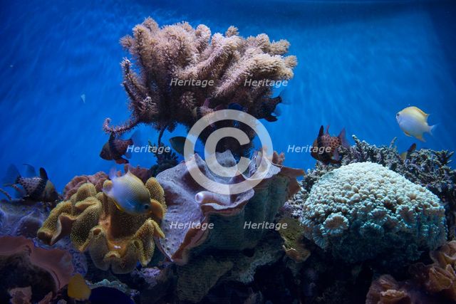Monterey Bay Aquarium, Monterey, California, USA, 2022. Creator: Ethel Davies.