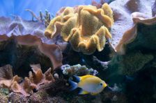 Monterey Bay Aquarium, Monterey, California, USA, 2022. Creator: Ethel Davies