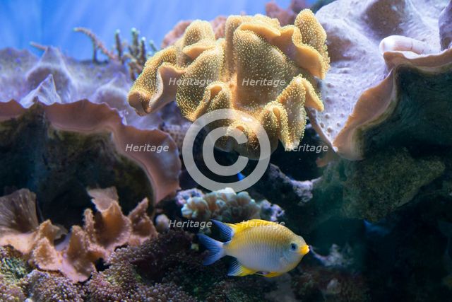 Monterey Bay Aquarium, Monterey, California, USA, 2022. Creator: Ethel Davies.