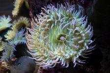 Monterey Bay Aquarium, Monterey, California, USA, 2022. Creator: Ethel Davies