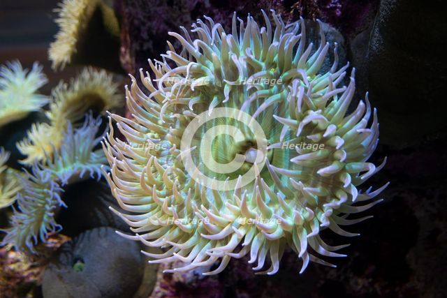 Monterey Bay Aquarium, Monterey, California, USA, 2022. Creator: Ethel Davies.