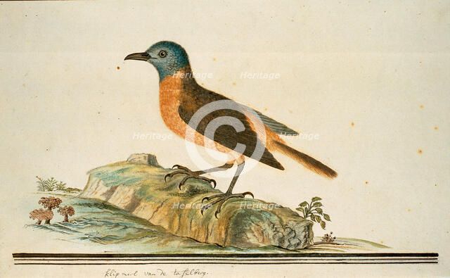 Monticola rupestris (Cape rock thrush), 1777-1786. Creator: Robert Jacob Gordon.