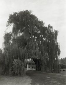 "Montpelier," Marion du Pont Scott house, 11395 Constitution Highway, Montpelier, Virginia, 1930. Creator: Frances Benjamin Johnston