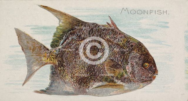 Moonfish, from the Fish from American Waters series (N8) for Allen & Ginter Cigarettes Bra..., 1889. Creator: Allen & Ginter.