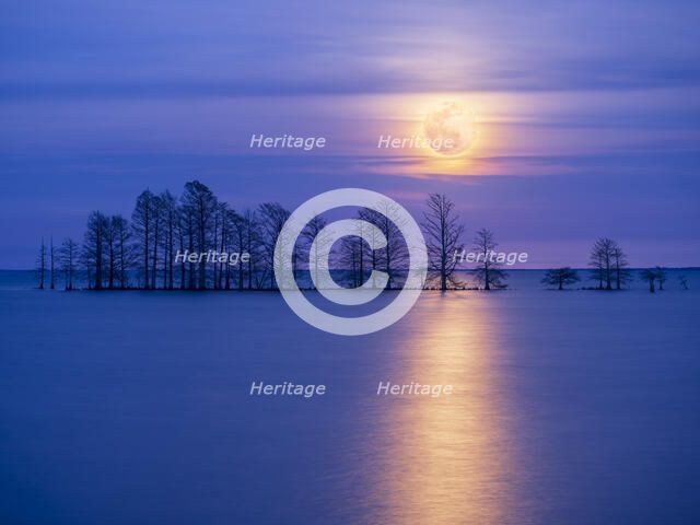 Moonlight Sonata. Creator: Eve Turek.