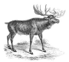 Moose Deer 19th century