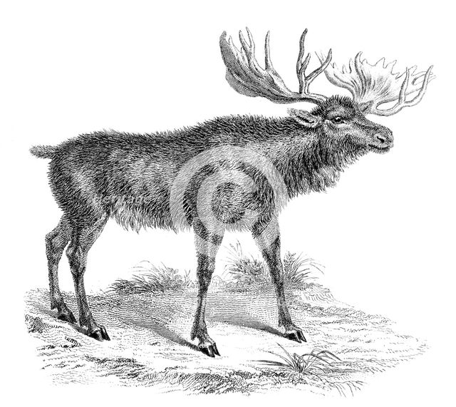 'Moose Deer', 19th century. Artist: Unknown
