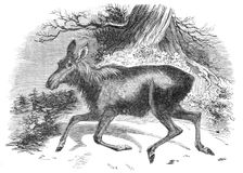 Moose deer, at the Surrey Zoological Gardens, 1844. Creator: Unknown