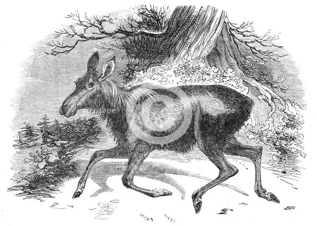 Moose deer, at the Surrey Zoological Gardens, 1844.  Creator: Unknown.
